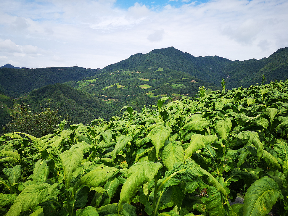 陕西西乡县堰口镇：人大代表票决项目如期实施完成