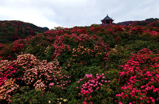 花海深处祭花神 非遗盛典引客来——百里杜鹃金坡景区“祭花神”非遗展示活动-图片5