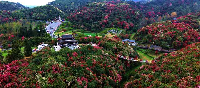 地球彩带绘春色 百里杜鹃迎客来 —— 贵州毕节百里杜鹃春日赏花热潮涌动
