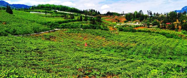 水城米箩：猕猴桃花开授粉忙 群众增收有保障