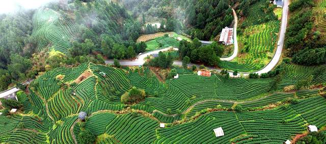 雷山16万余亩春茶全面开采 一片“金叶子”奏响乡村振兴增收曲