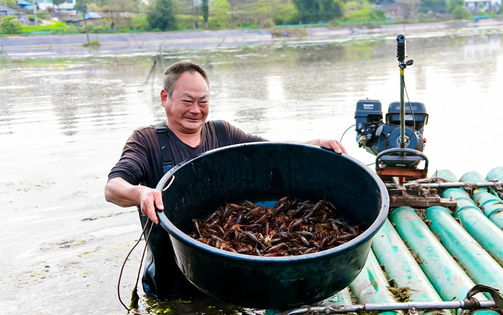 Yingshan, Sichuan: Rice shrimp rotation yields results, early shrimp compete for 