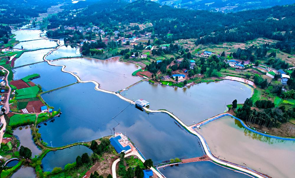 Yingshan, Sichuan: Fish Leaping, People Enjoying, Industry Prosperous, Suishan Land Fishing Songs Loud and Loud