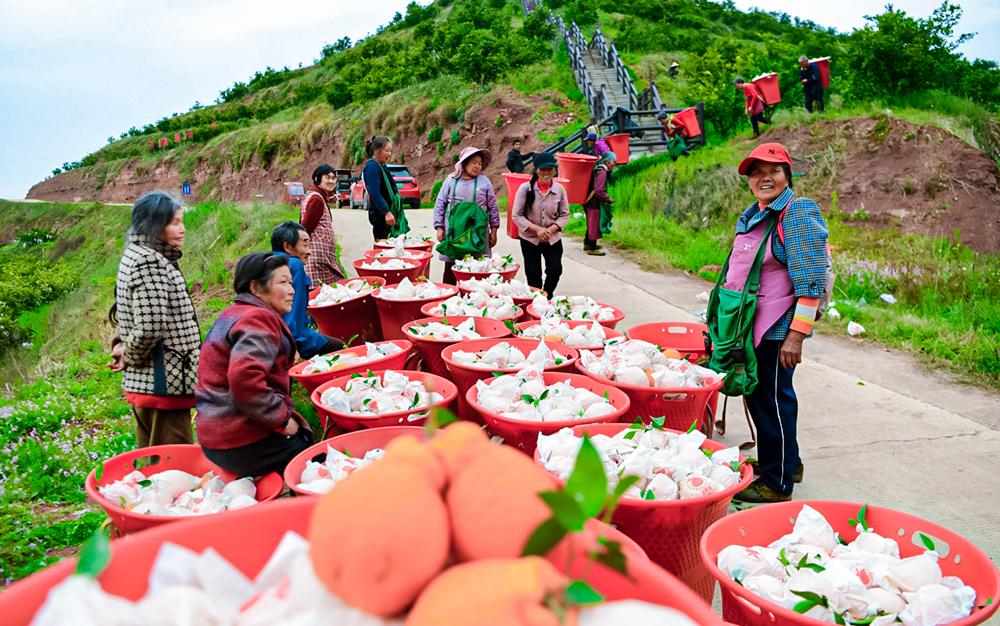 Yingshan, Sichuan: Combining planting and breeding to create a new path