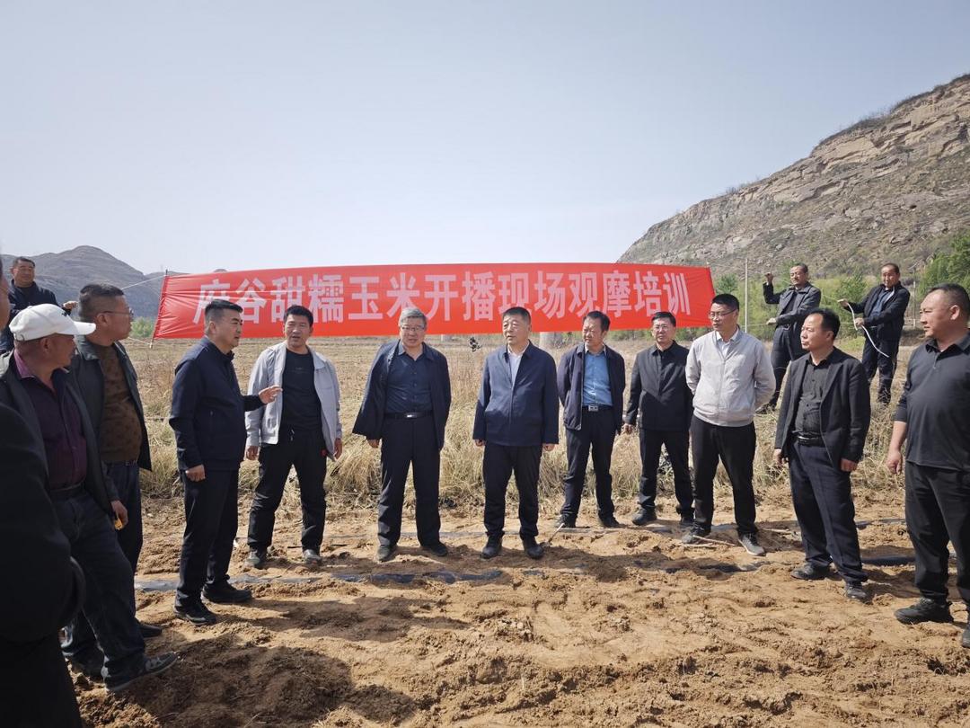 4月15日,府谷县甜糯玉米开播现场观摩培训会在府谷县武家庄镇园子辿村田间地头顺利举办