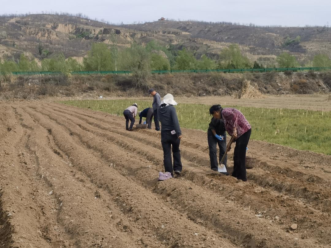 府谷县农技中心技术人员扎根田间一线，扎实完成基地施肥、翻耕、整地等一系列前期准备工作