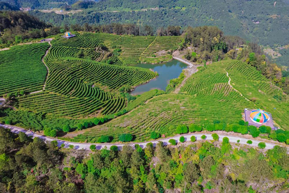 A piece of tea is rich, Sichuan Yingshan Mingde Spring Tea is harvested at the right time