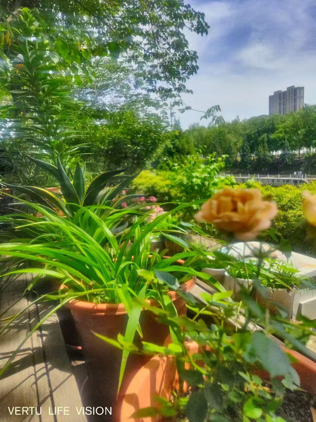 美文欣赏 | 洪洋：通惠河畔的小园-华闻时空