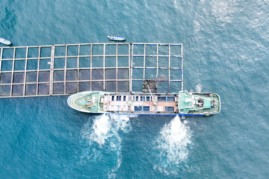 海南自贸港封关后首批海鲡鱼苗出口 10万尾鲜活种苗启运赴日-华闻时空