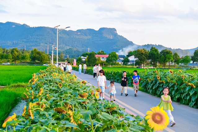 Yingshan, Sichuan: Oil Sunflowers Blossoming into a Scenic Area in the Countryside