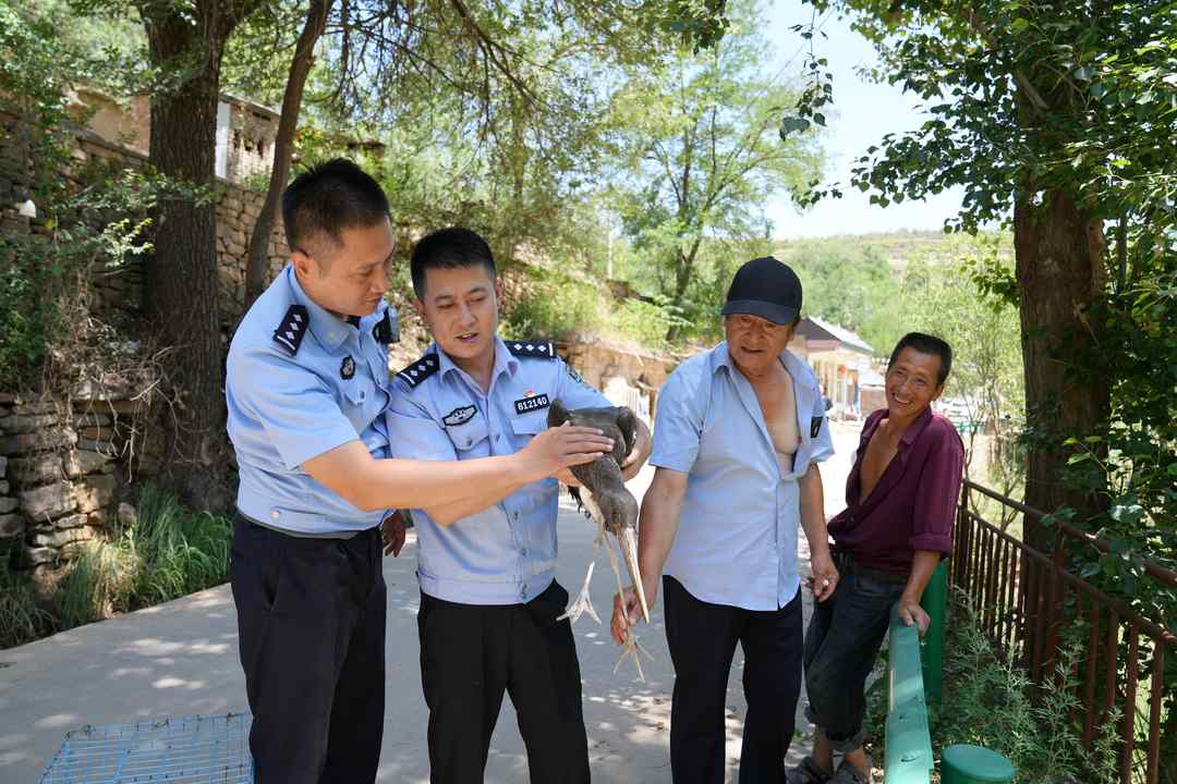 7月13日,绥德县公安局龙湾森林派出所联合县林草资源管护中心,将一只康复的国家一级保护动物黑鹳(俗称“鸟中大熊猫”)放归无定河流域原生栖息地,使其与原巢4只同伴团聚。