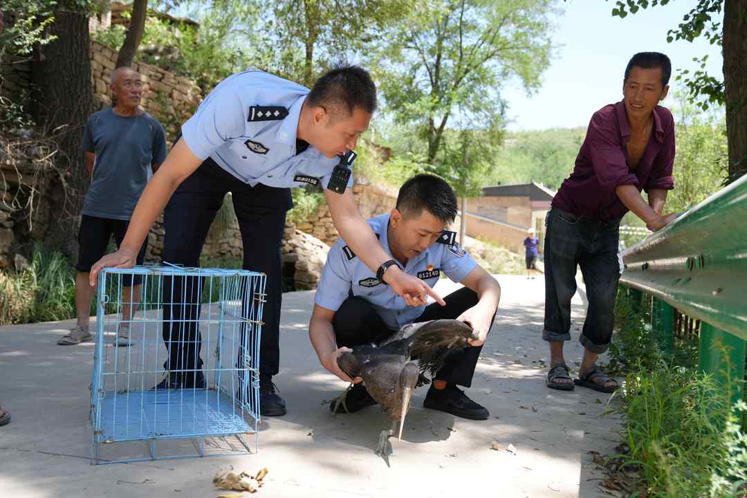7月13日,绥德县公安局龙湾森林派出所联合县林草资源管护中心,将一只康复的国家一级保护动物黑鹳(俗称“鸟中大熊猫”)放归无定河流域原生栖息地,使其与原巢4只同伴团聚。