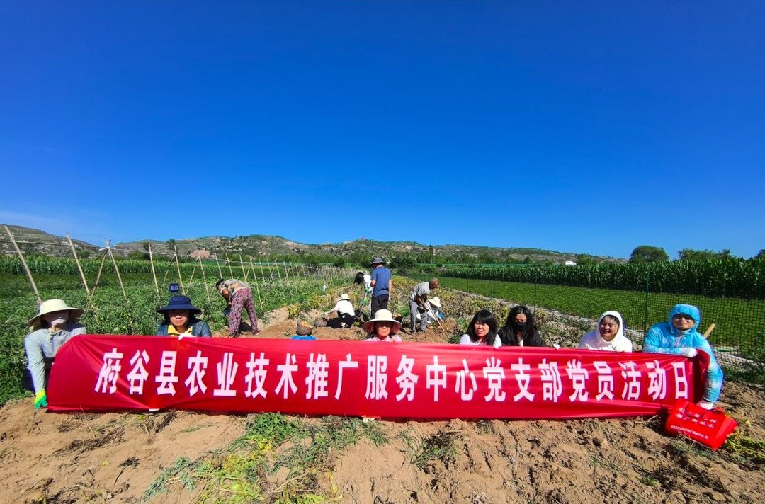 7月20日,府谷县农技中心党员干部赴碛塄马铃薯试验基地,开展费乌瑞它品种田间采收与测产。