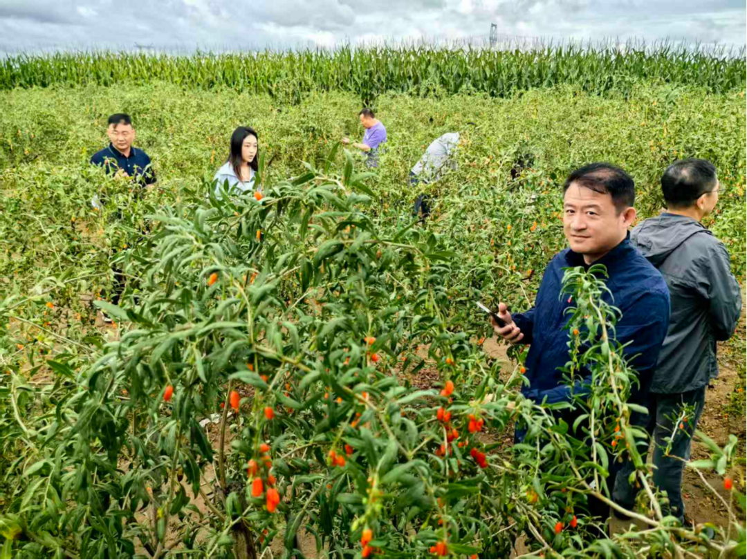图片[4]-大湾区主流媒体看甘肃：穿行陇原大地，邂逅甘肃靖远枸杞小镇-华闻时空