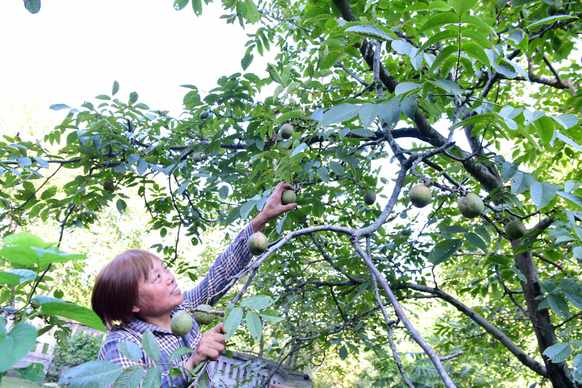 After more than ten years of deep cultivation under the forest, women returning home have become national experts in forestry and grassland