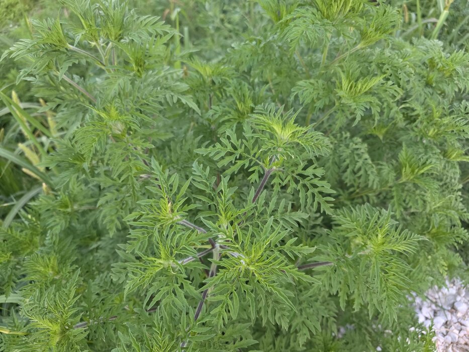 豚草花粉高峰期来临：塞尔维亚全境花粉浓度高企，预计持续至9月底
